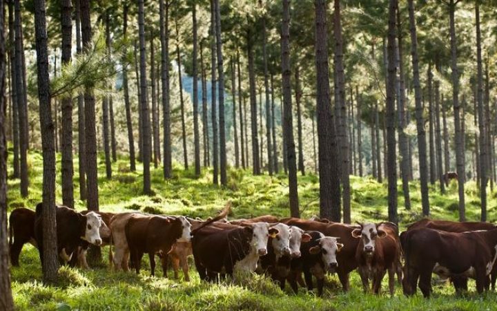 ganaderia-silvopastoril-5bd742e67bdc1jpg